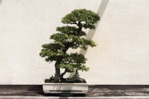 bonsai tree