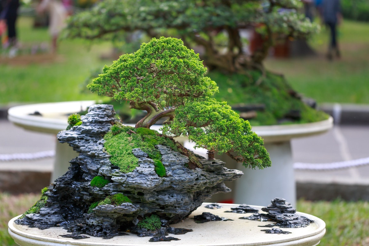 green bonsai trees on table with rocks
