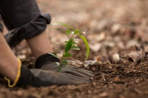 Tree planting
