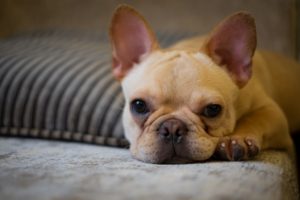 a good boy