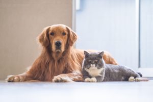 pets