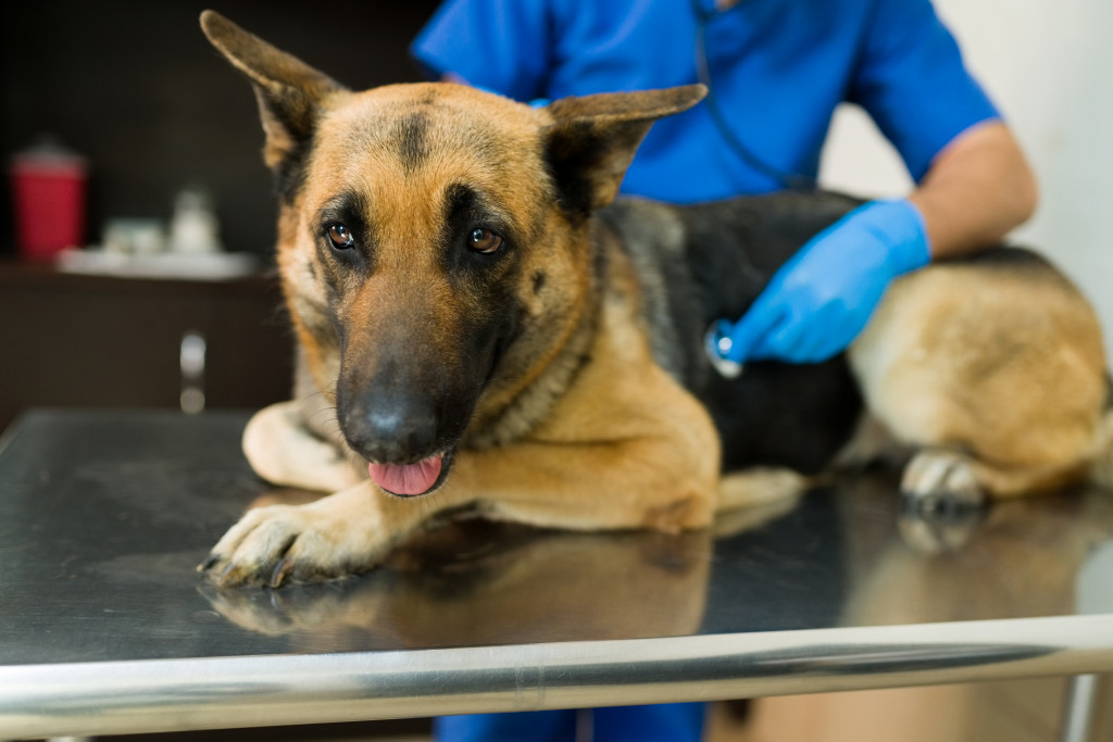 Portrait of a big german shepherd dog lying on the table at the vet clinic