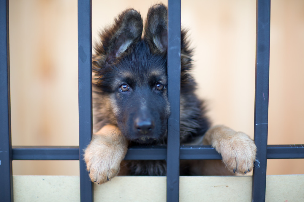 A puppy behind bars in a shelter
