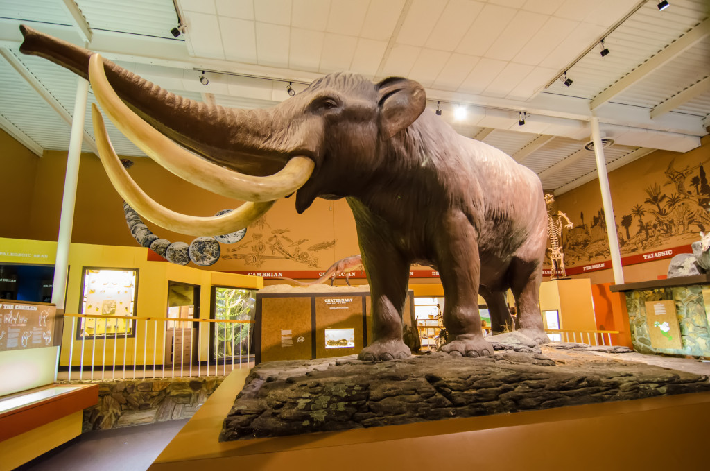 Mastodon display at a museum.