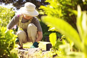 Creating a healthy backyard
